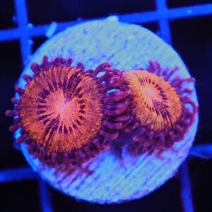 SDC Polyp Pandora Zoa Cult