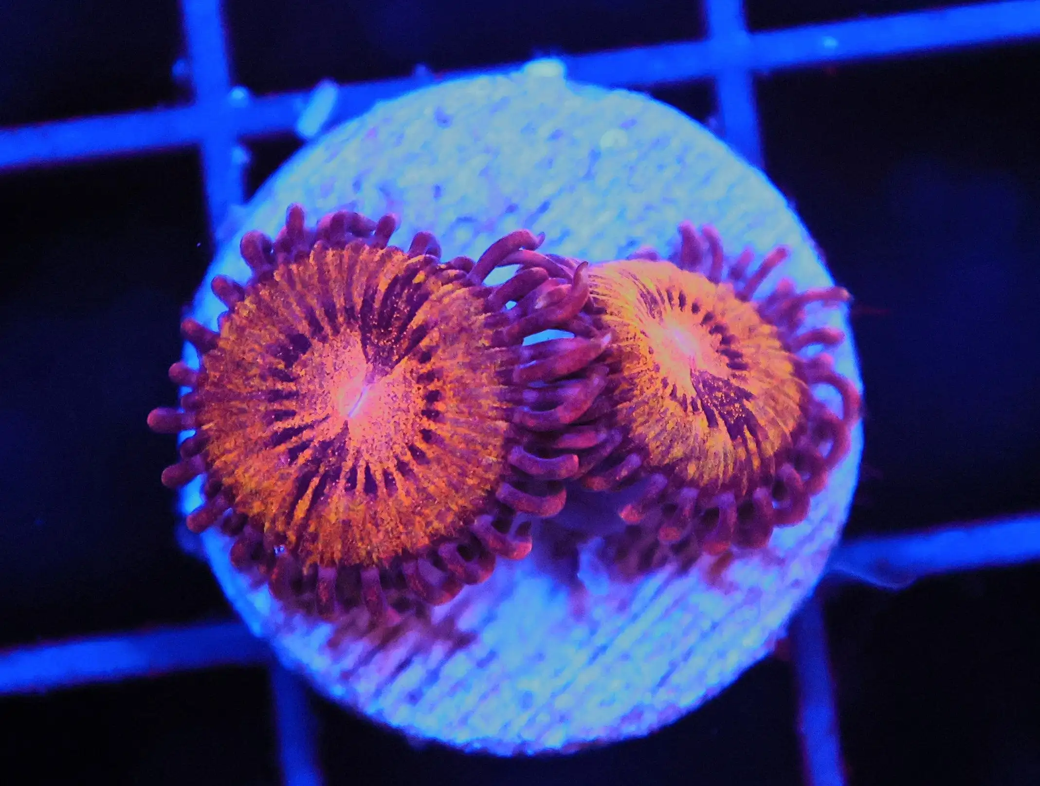 SDC Polyp Pandora Zoa Cult