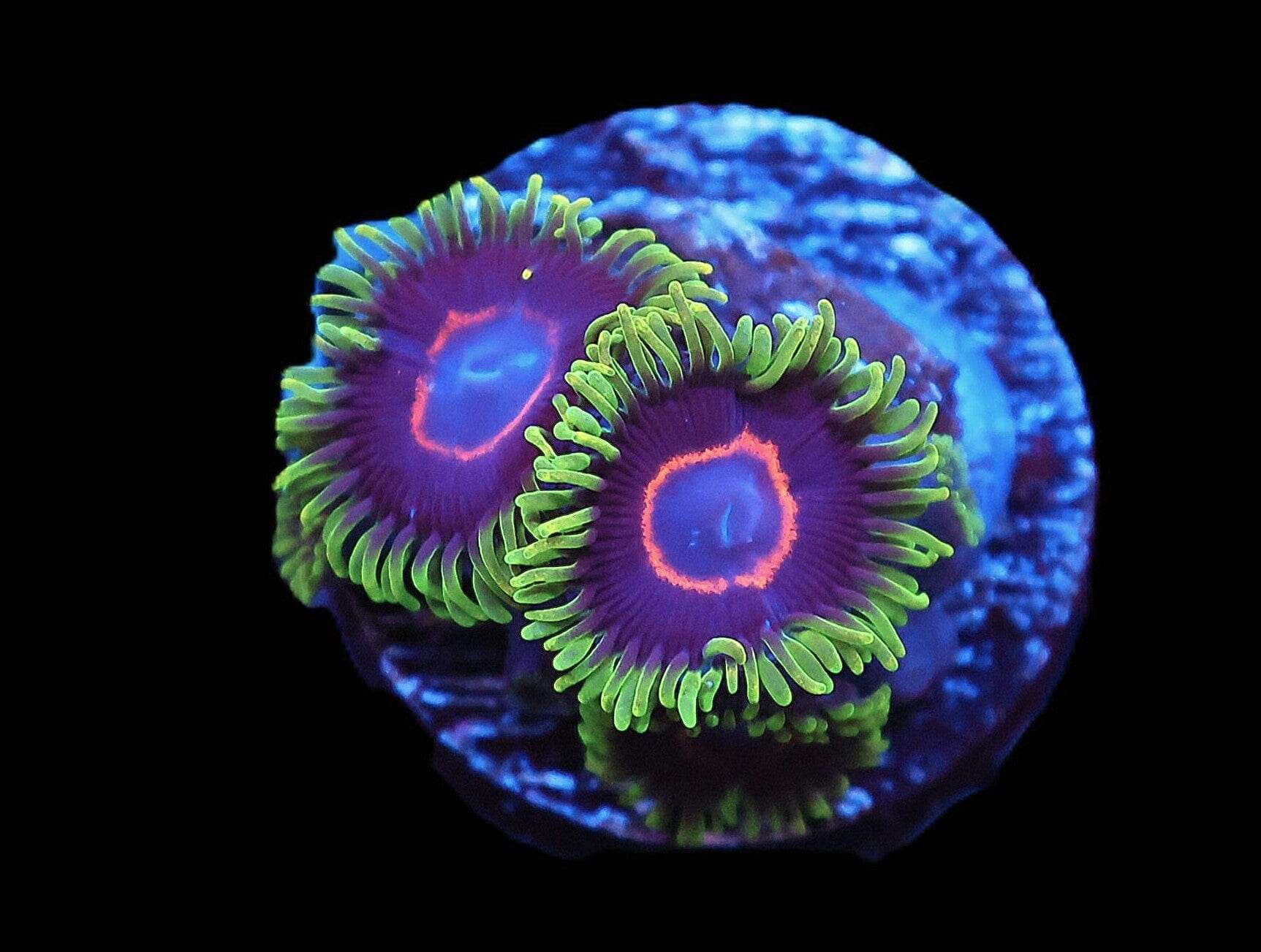 WWC Zoa: Purple Heart Cult