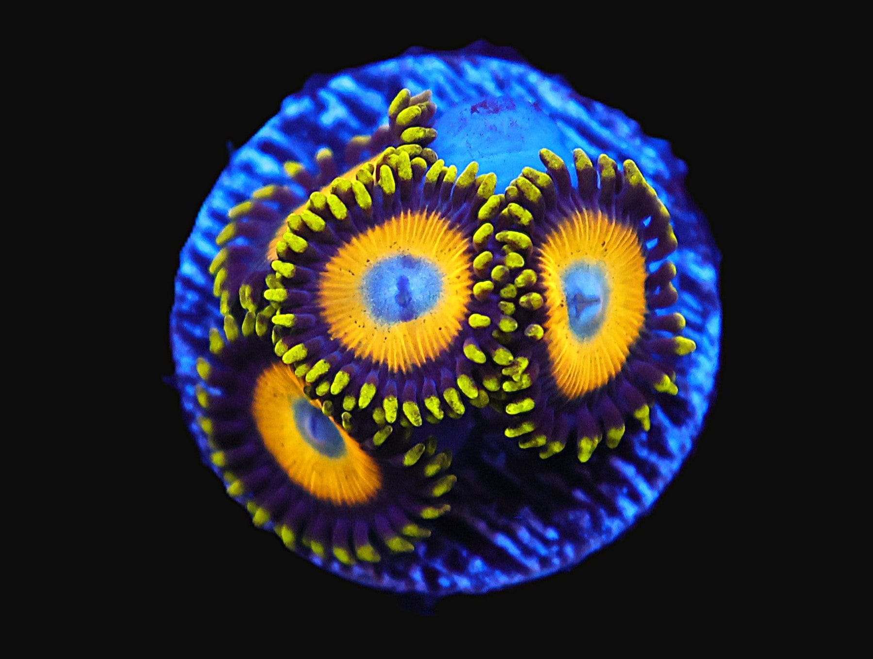 TSA Zoa: Scrambled Eggs