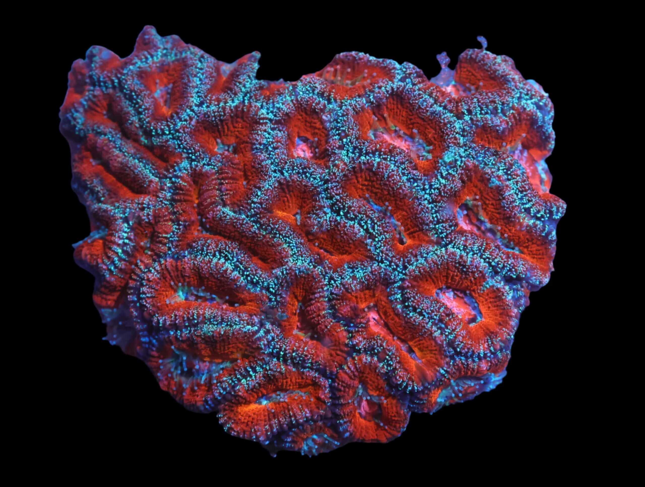 Brain: Acan Lords; Red Super; Aust