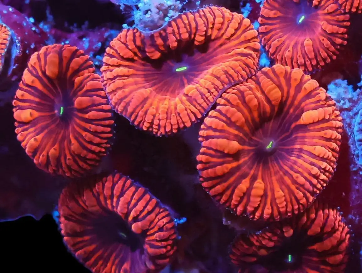 LPS: Blastomussa Wellsi;SUPER; Aus