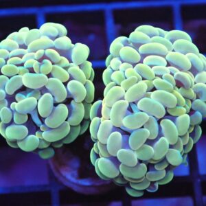 LPS: Hammer Coral;Branch; Gold