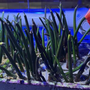 Plant: Mangrove Red no lvs/rts; Atl.