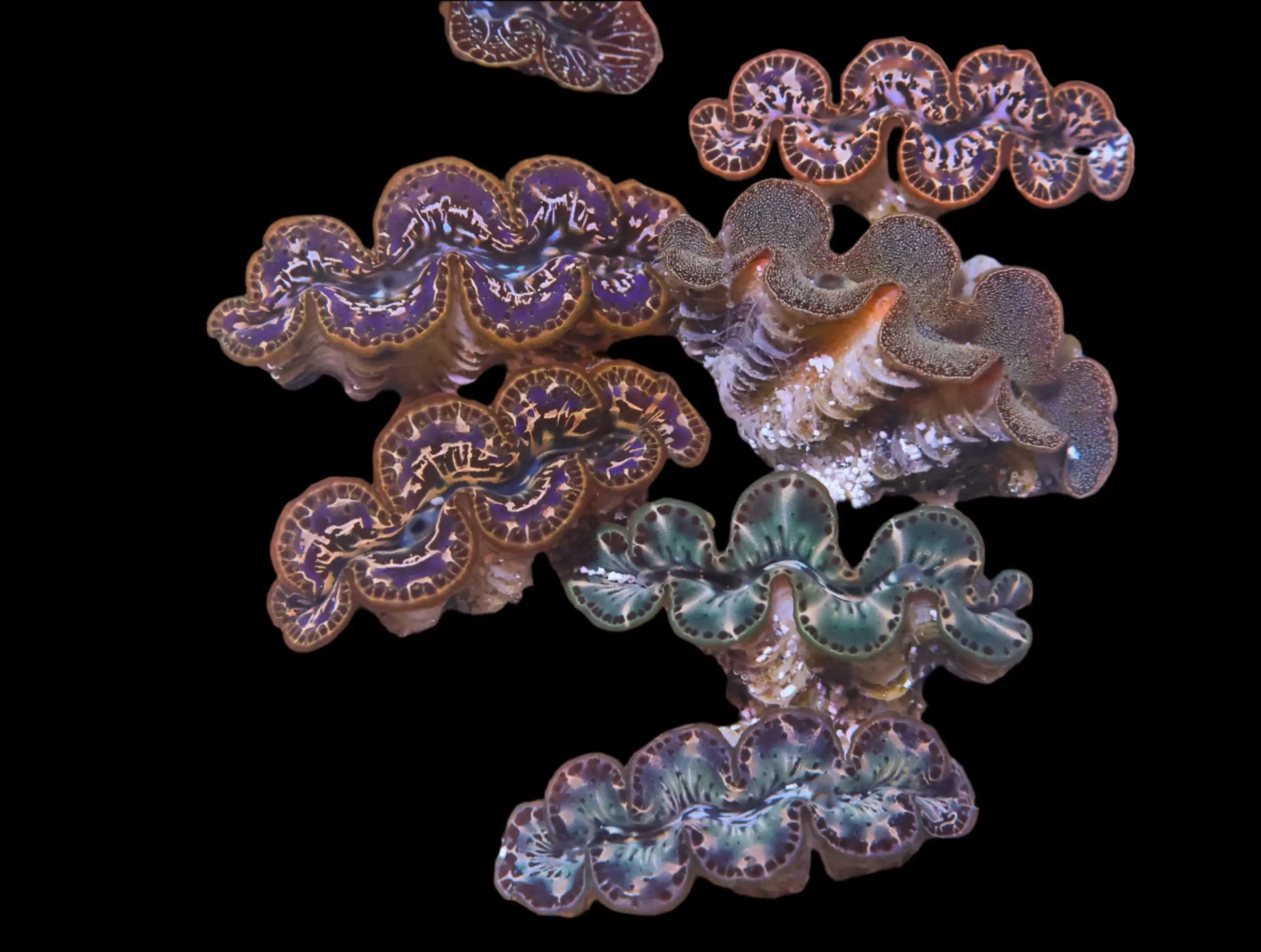 Shellfish: Maxima Clam Gold Mar T/R