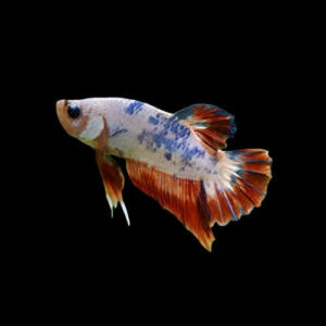 20:Betta Koi Round Tail Male