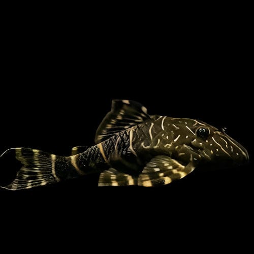42:Pleco L-104 Clown Stripe