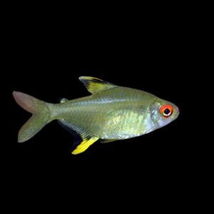 48:Tetra Lemon
