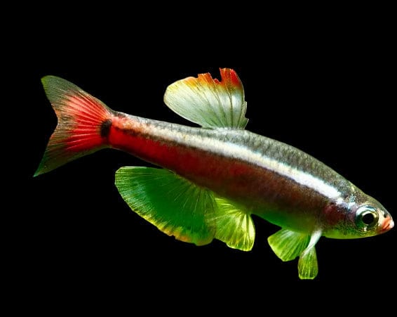 18:White Cloud Long Fin