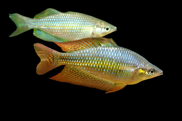 43:Rainbowfish Deep Water Creek