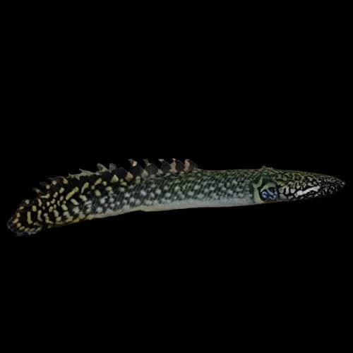 11:Bichir Ornate