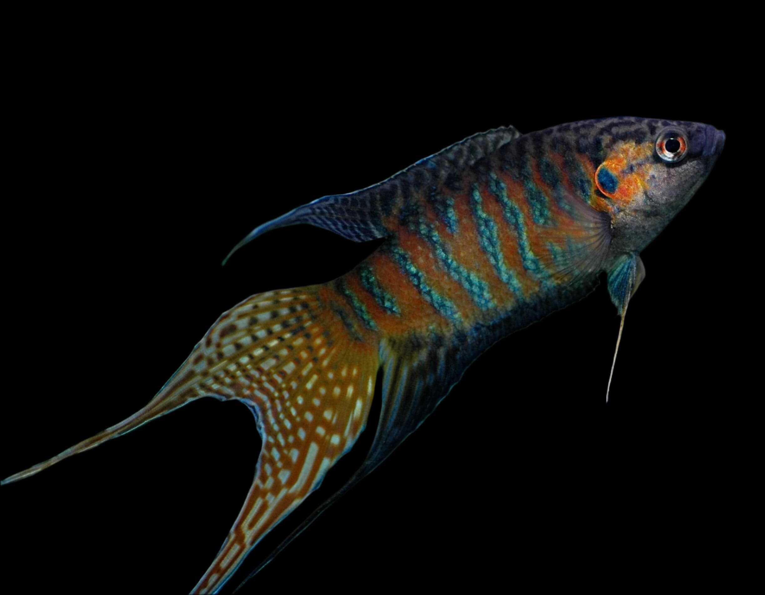 32:Gourami Paradise Fish