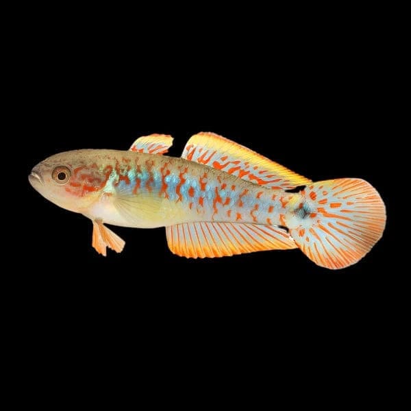 16:Goby Peacock Gudgeon