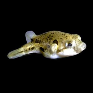 44:Puffer Indian Pea