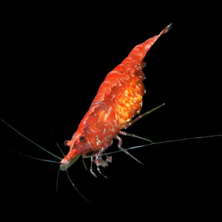 28:Shrimp Cherry Grade A