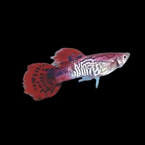 34:Guppy Red Cobra: Pair