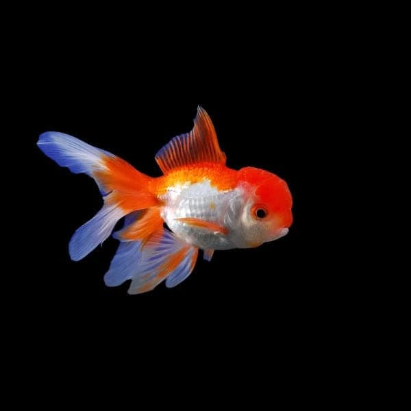 31:Goldfish Oranda Red and White
