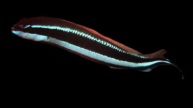 Pseudo: Sankeyi; T.R.