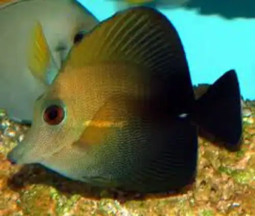 Brown Scopas Tang Zebrasoma scopas swimming