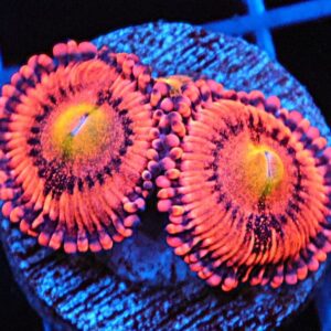 SDC Zoa; Screwdriver Cult