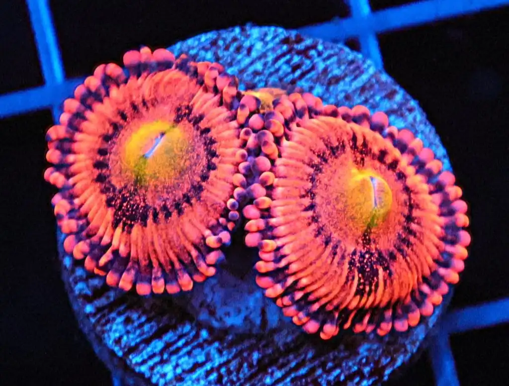 SDC Zoa; Screwdriver Cult