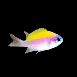 Damsel: Sunshine Chromis