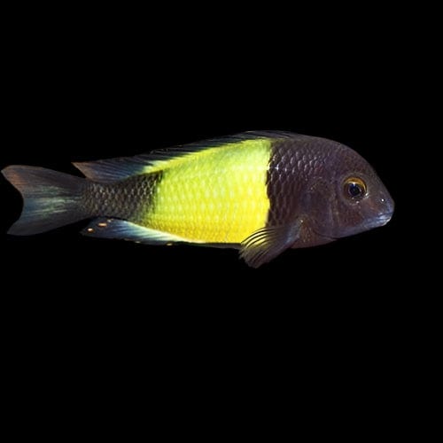 21:Cichlid Troph. Moorii Yell Bnd