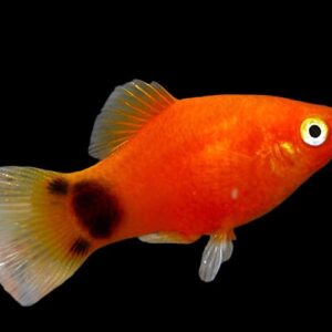 41:Platy Assorted Mickey Mouse