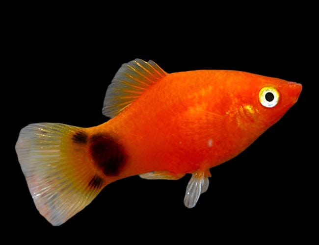 41:Platy Assorted Mickey Mouse