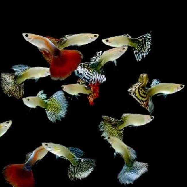 34:Guppy Assorted Pairs