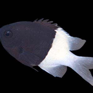 Damsel: Bicolor Chromis; Africa