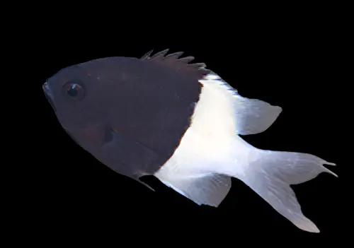 Damsel: Bicolor Chromis; Africa