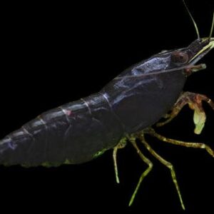 28:Shrimp Black Knight