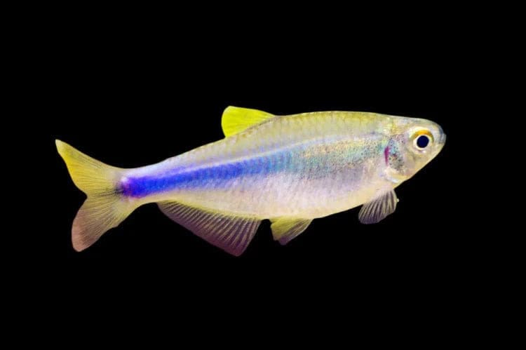 48:Tetra Blue King