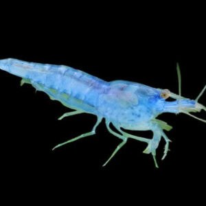 28:Shrimp Blue Velvet