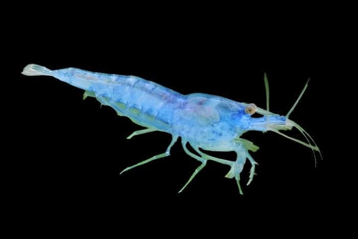 28:Shrimp Blue Velvet