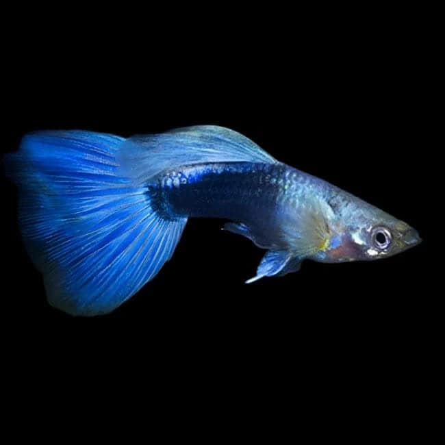 34:Guppy Blue Neon Tuxedo: Pair