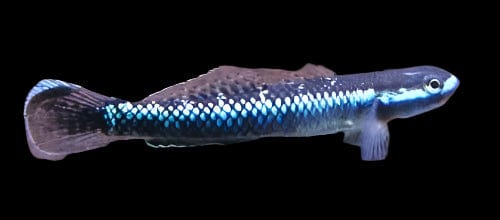 16:Goby Neon Blue Stiphodon
