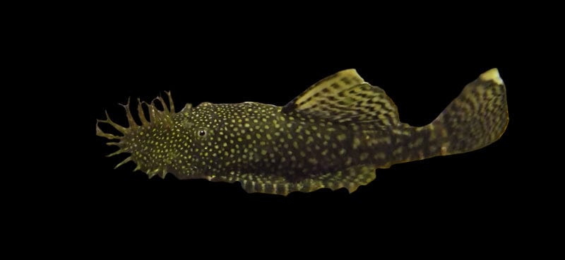 42:Pleco L-144 Bushynose