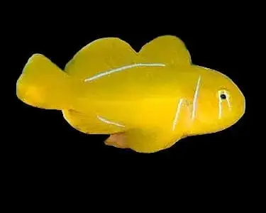Goby: Citron Clown; Yellow;Fiji