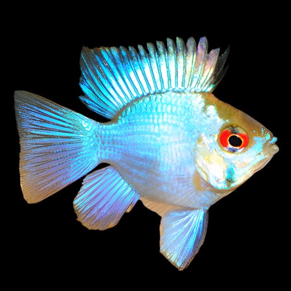 40:Ram Electric Blue Balloon