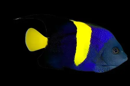 Asfur Angelfish Adult; Red Sea