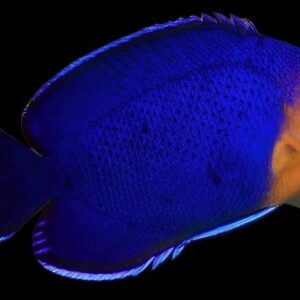 Angel: Atlantic Pygmy