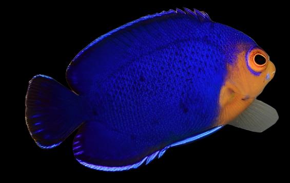 Angel: Atlantic Pygmy