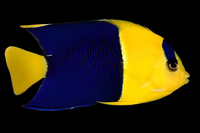 close up Bicolor Angelfish Centropyge bicolor showing vivid yellow and blue body pattern