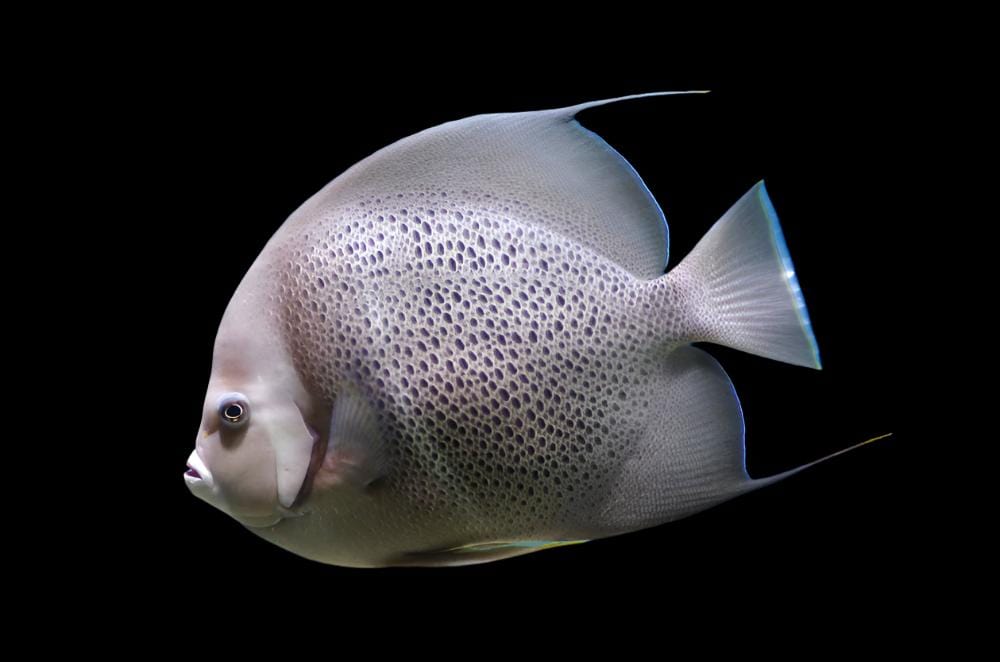 Angel: Black (Grey); Atl.