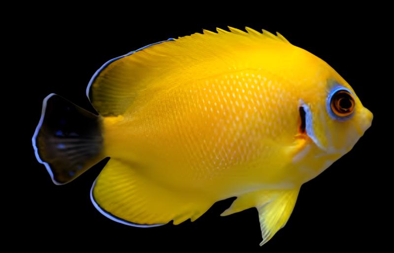 Angel: Blacktail Lemonpeel; Hyb Super