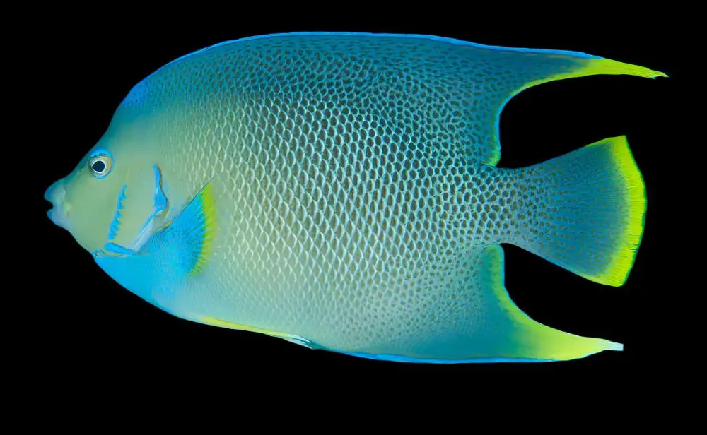 Angel: Blue; Adult; Atl.