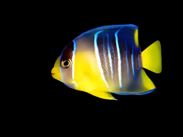juvenile Blue Angelfish with blue bars and yellow accents swimming in marine tank