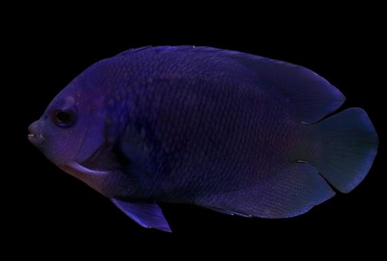 Angel: Debs (Blue Velvet); Fiji